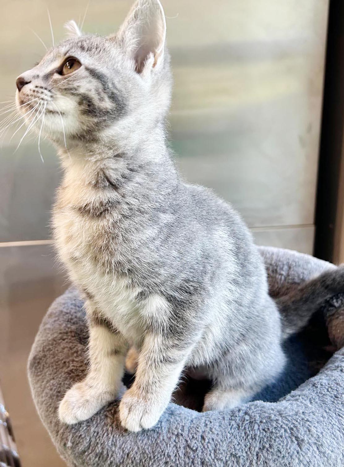 Enlarge Mercury - U will fall fast in love with this stellar mini love bug, a Adoptable mixed breed in Bedford Hills, NY image 5/6