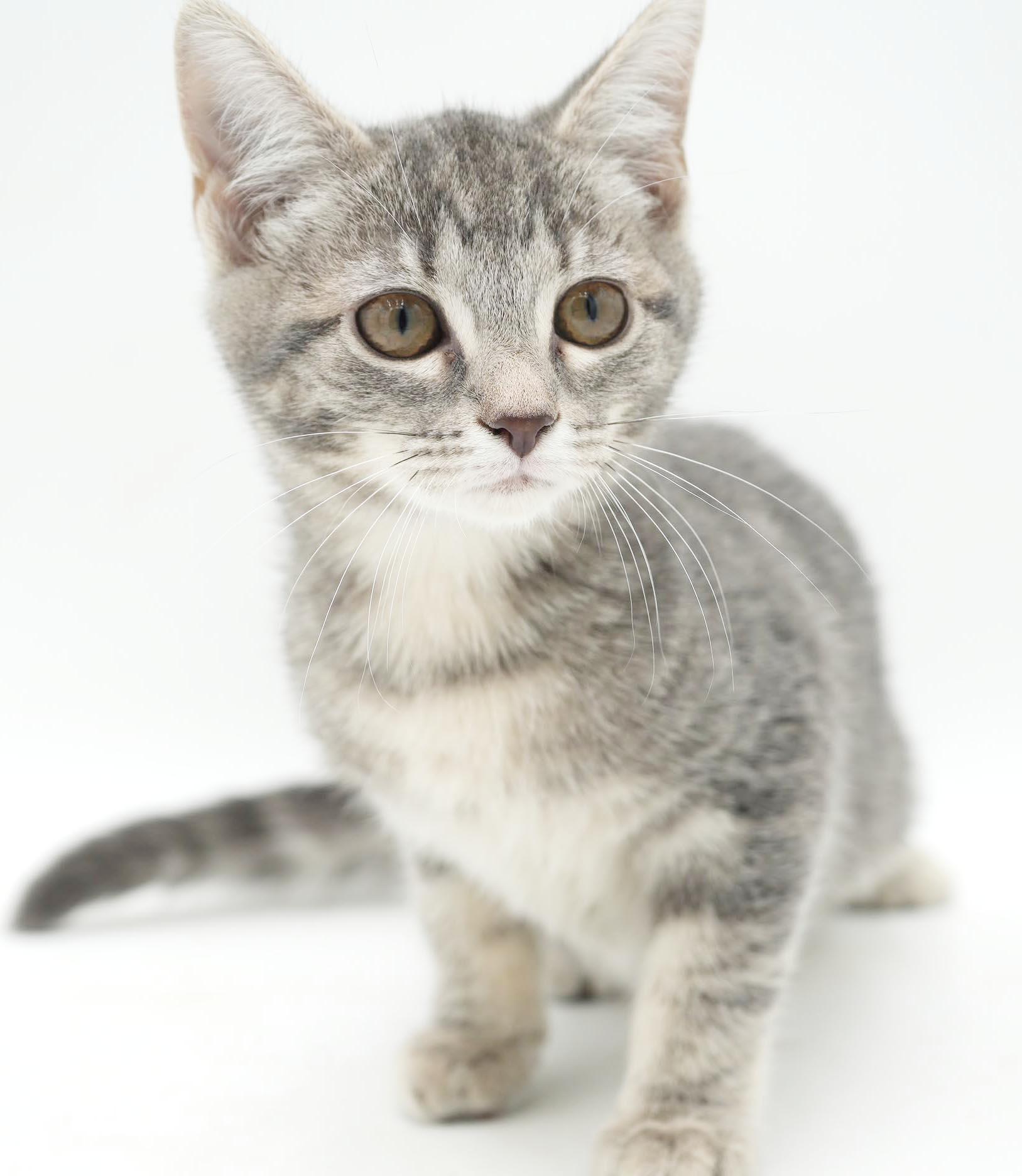 Enlarge Mercury - U will fall fast in love with this stellar mini love bug, a Adoptable mixed breed in Bedford Hills, NY image 6/6