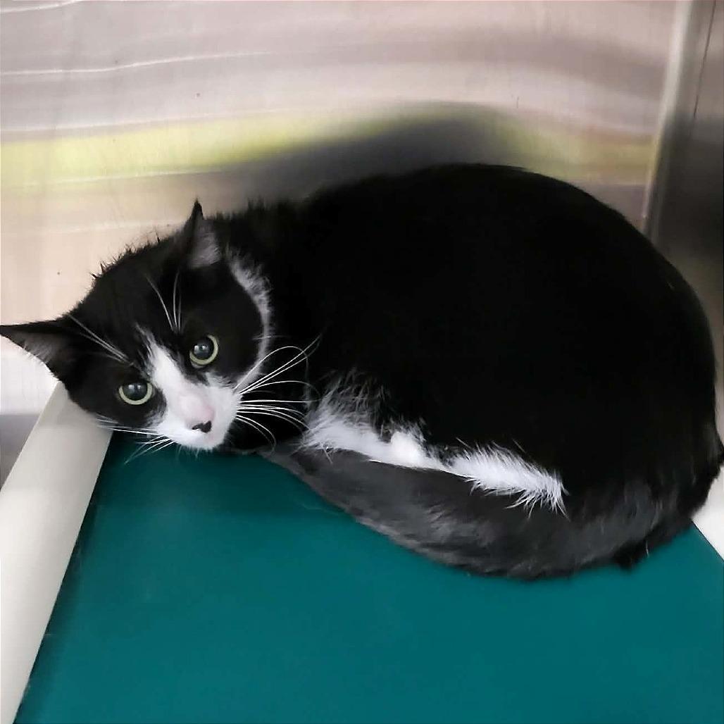 Robin, Adoptable, Adult Female Domestic Short Hair.