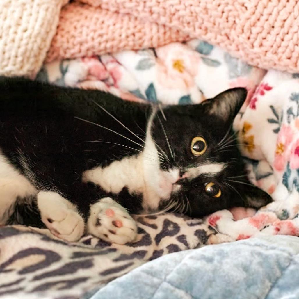 Enlarge Robin, a Adoptable Domestic Short Hair in Belleville, IL image 2/3