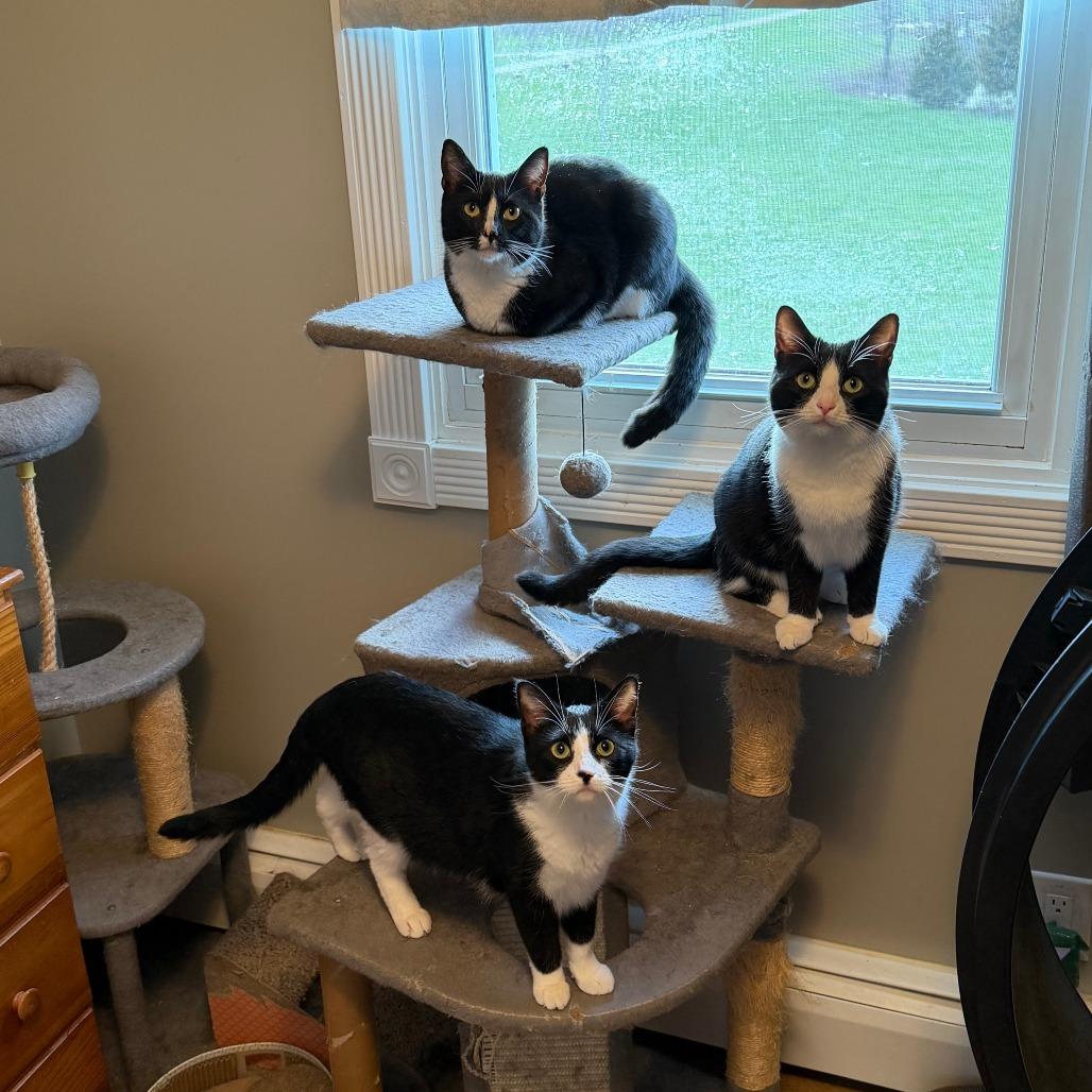 Enlarge Robin, a Adoptable Domestic Short Hair in Belleville, IL image 3/3