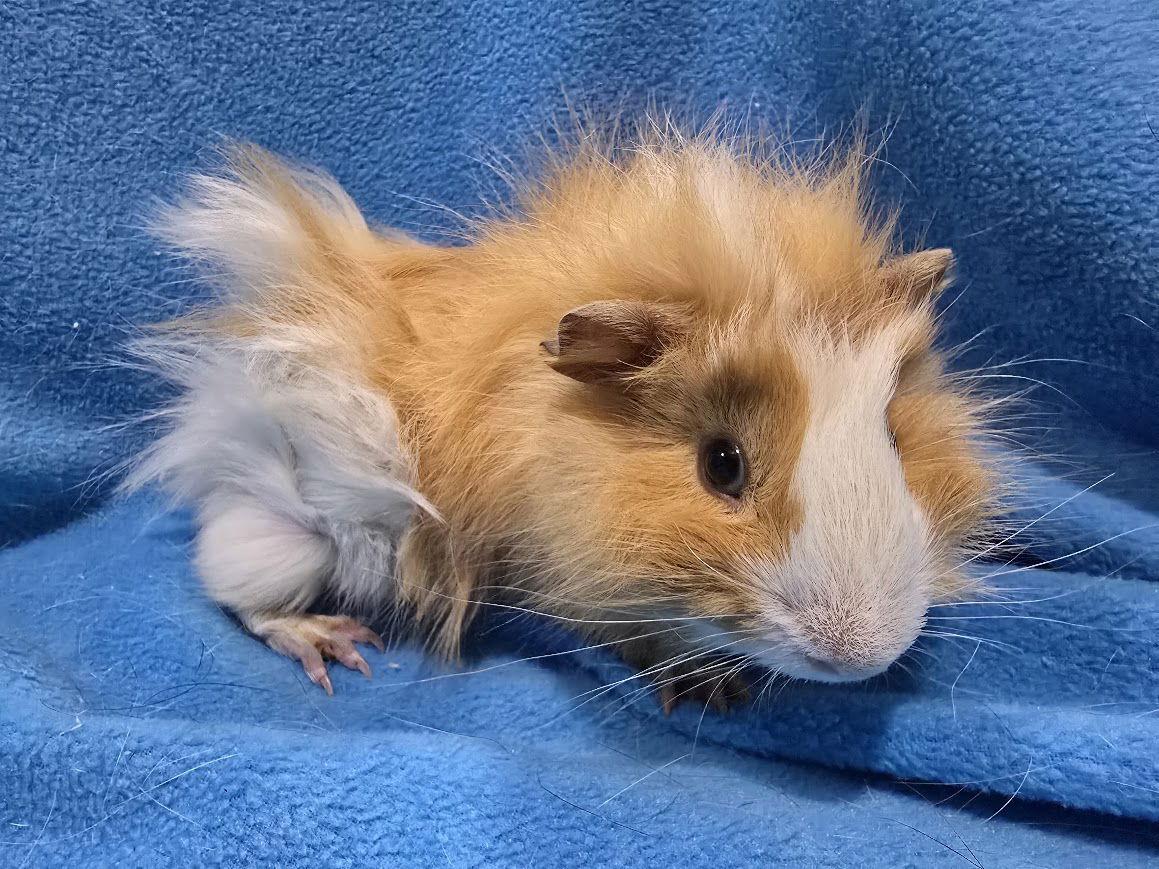Beignet, Adoptable, Baby Male Guinea Pig.