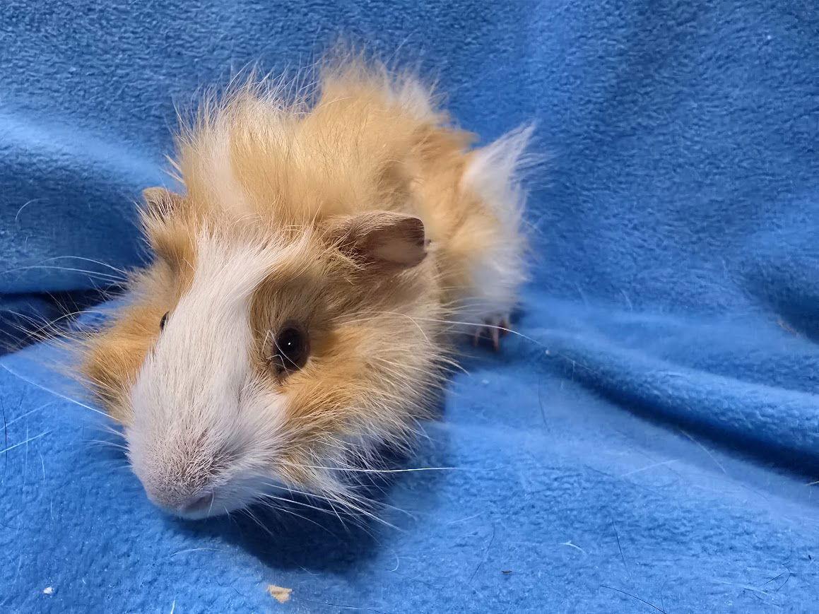 Enlarge Beignet, a Adoptable Guinea Pig in Baton Rouge, LA image 2/3
