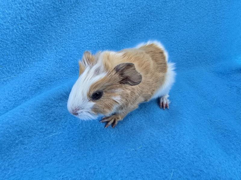 Enlarge Beignet, a Adoptable Guinea Pig in Baton Rouge, LA image 3/3