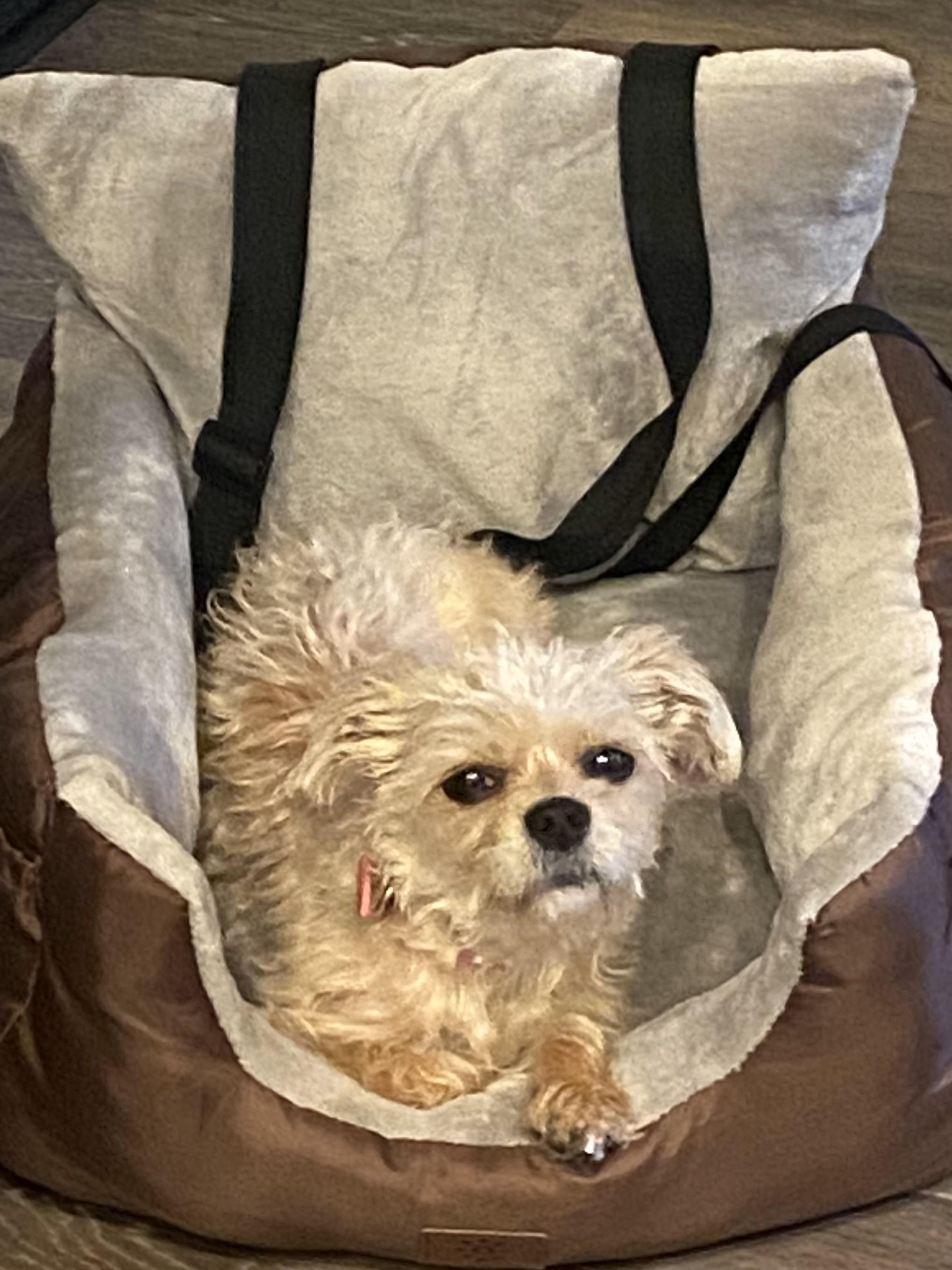Gidget, a Adoptable Yorkshire Terrier in San DIego, CA image 2/4