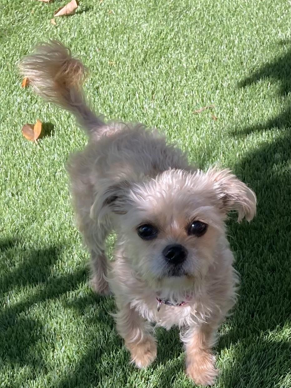 Gidget, a Adoptable mixed breed in Carlsbad, CA image 2/4