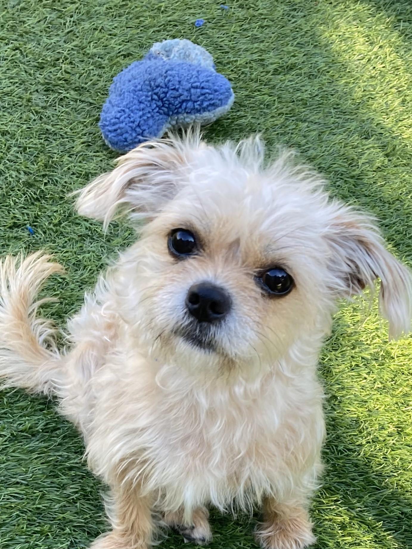 Gidget, a Adoptable Yorkshire Terrier in San DIego, CA image 3/4