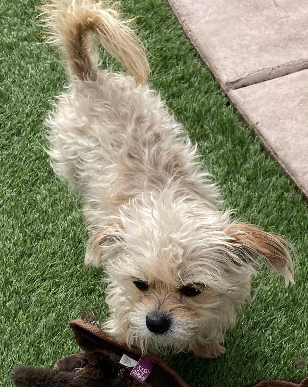 Gidget, a Adoptable mixed breed in Carlsbad, CA image 3/4