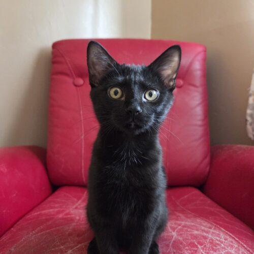 Joe, Adoptable, Kitten Male Domestic Short Hair.