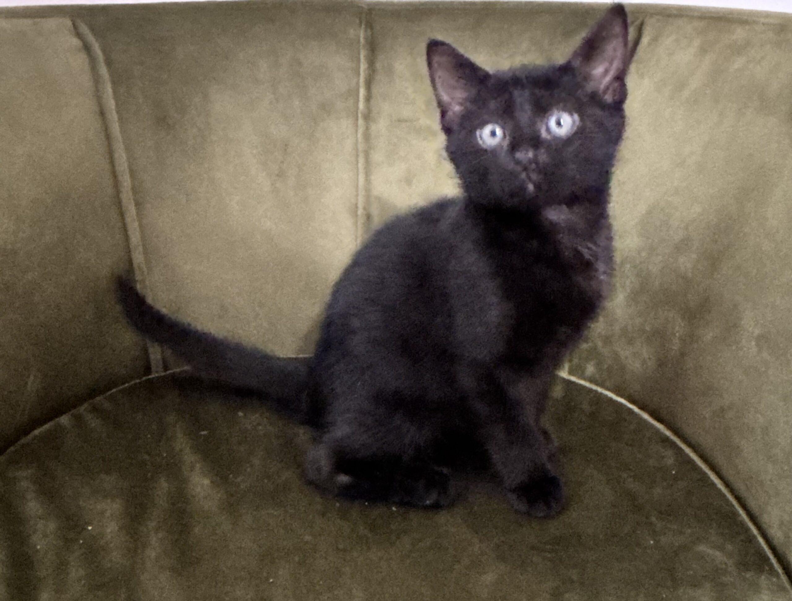 Joe, a Adoptable Domestic Short Hair in Canal Winchester, OH image 1/5
