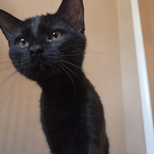 Joe, a Adoptable Domestic Short Hair in Canal Winchester, OH image 2/5