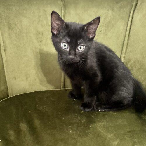 Joe, Adoptable, Kitten Male Domestic Short Hair.