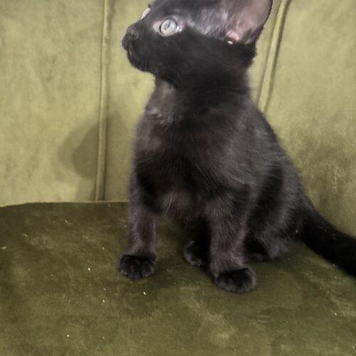 Joe, a Adoptable Domestic Short Hair in Canal Winchester, OH image 3/5