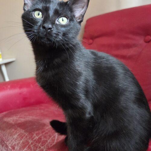 Joe, a Adoptable Domestic Short Hair in Canal Winchester, OH image 4/5