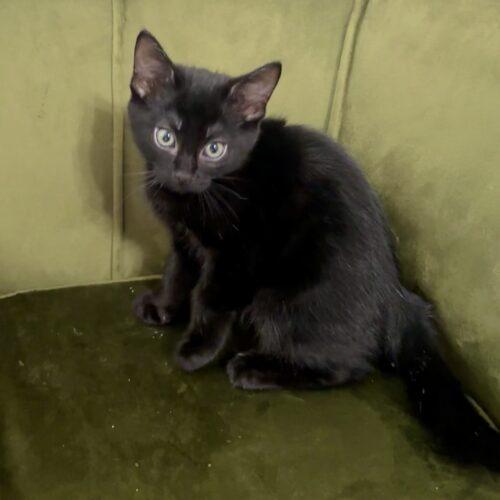 Joe, a Adoptable Domestic Short Hair in Canal Winchester, OH image 4/5