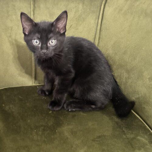 Joe, a Adoptable Domestic Short Hair in Canal Winchester, OH image 5/5