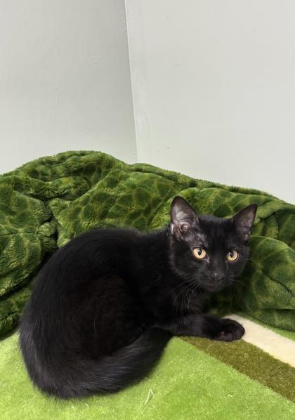 Enlarge Lancaster, a Adoptable mixed breed in Picayune, MS image 1/2