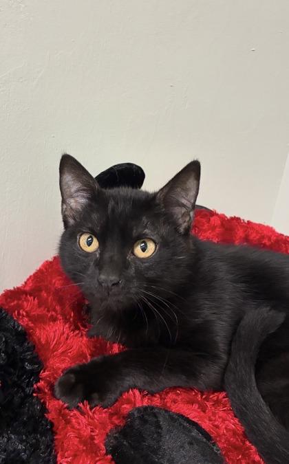 Enlarge Lancaster, a Adoptable mixed breed in Picayune, MS image 2/2