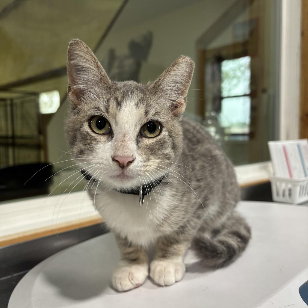 Scraggly, Adoptable, Kitten Male Domestic Short Hair.