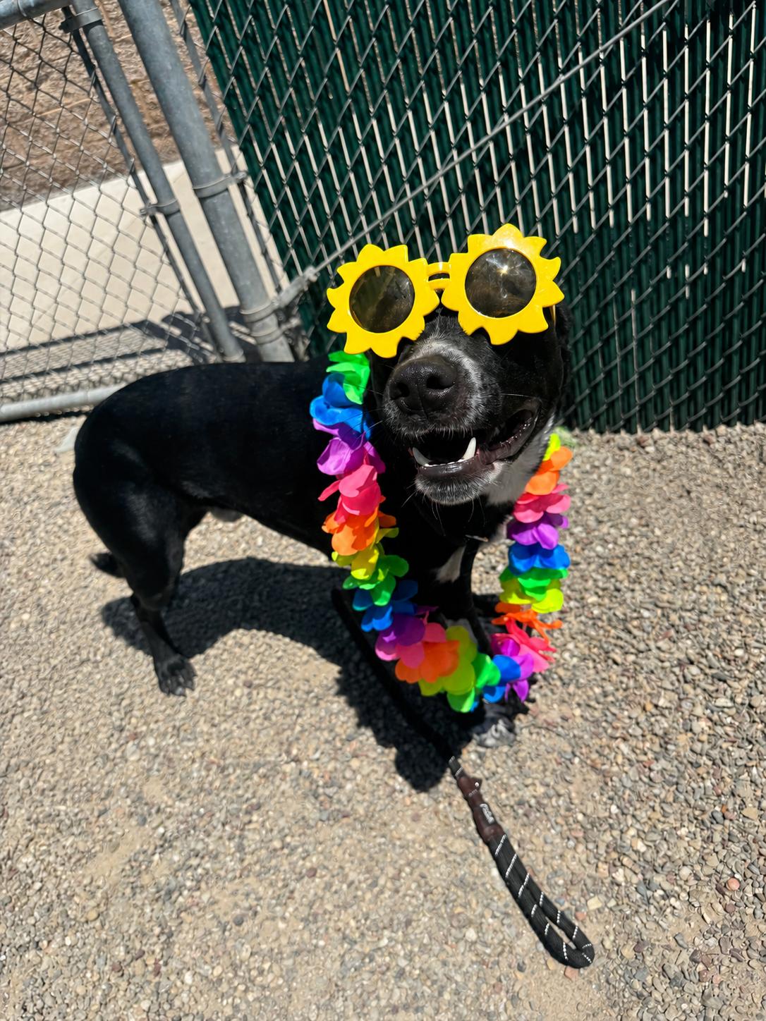 Trooper, a ADOPTABLE mixed breed in Ripon, CA image 2/3