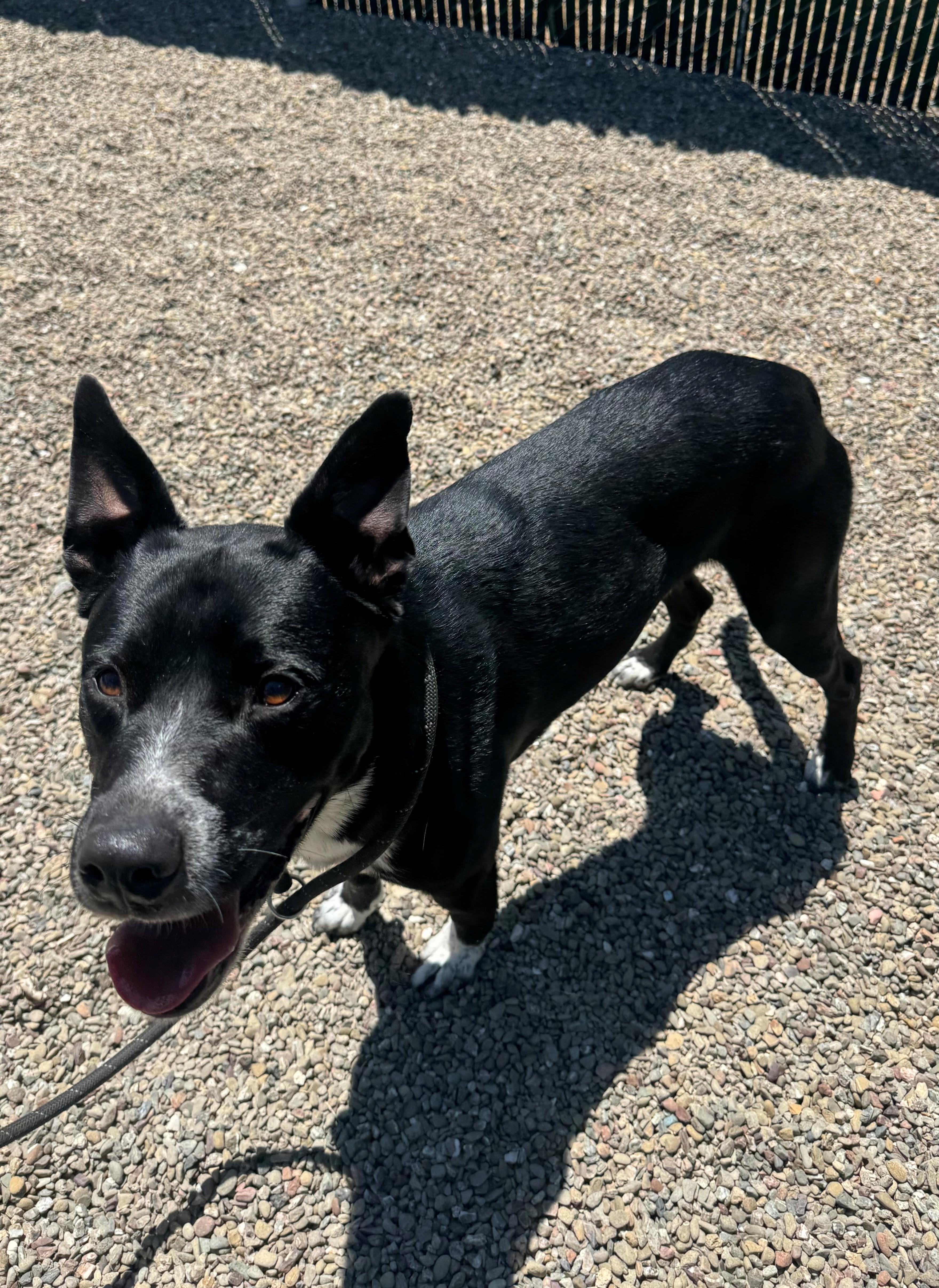 Trooper, a ADOPTABLE mixed breed in Ripon, CA image 1/3