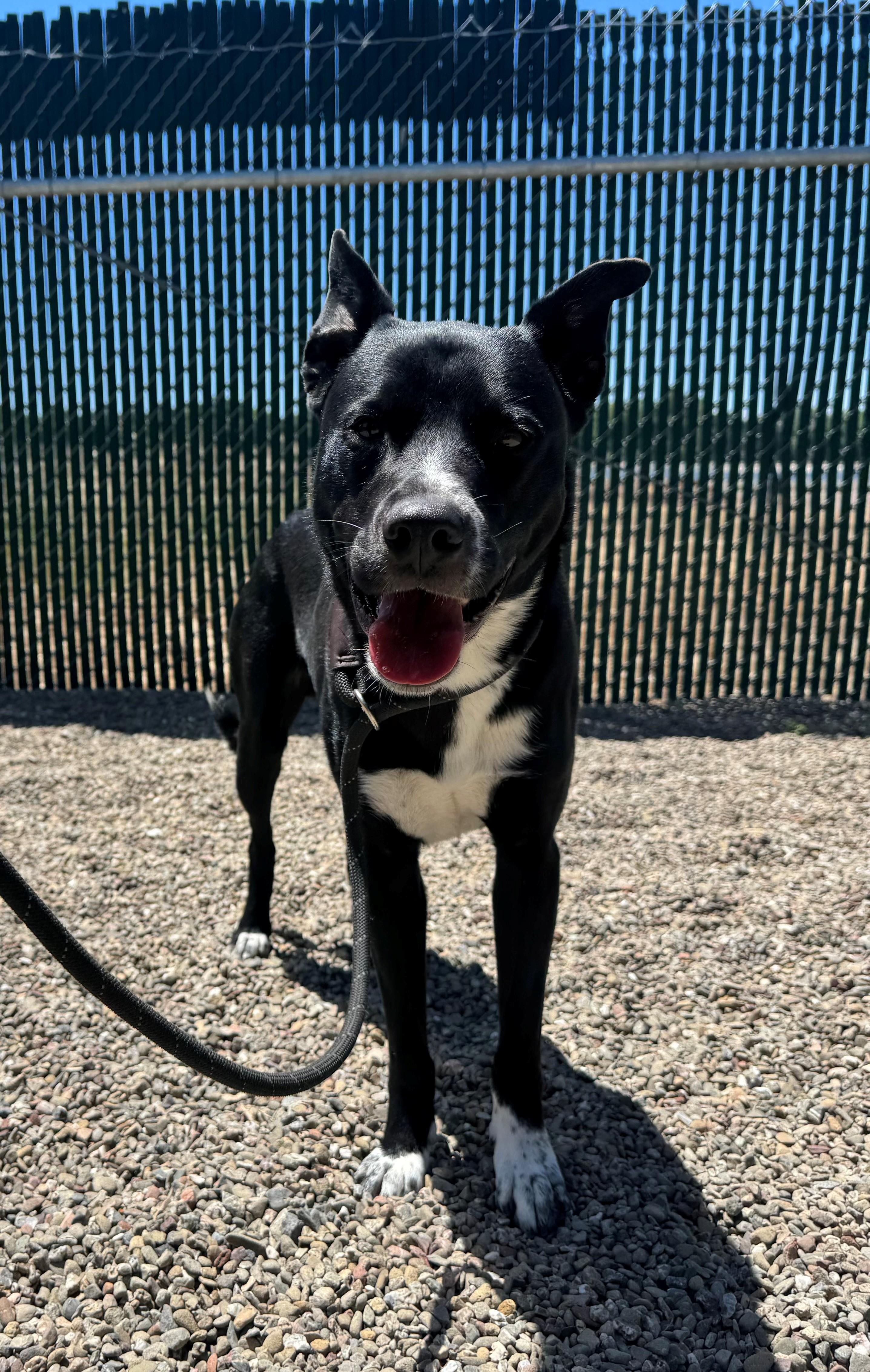 Trooper, a ADOPTABLE mixed breed in Ripon, CA image 3/3