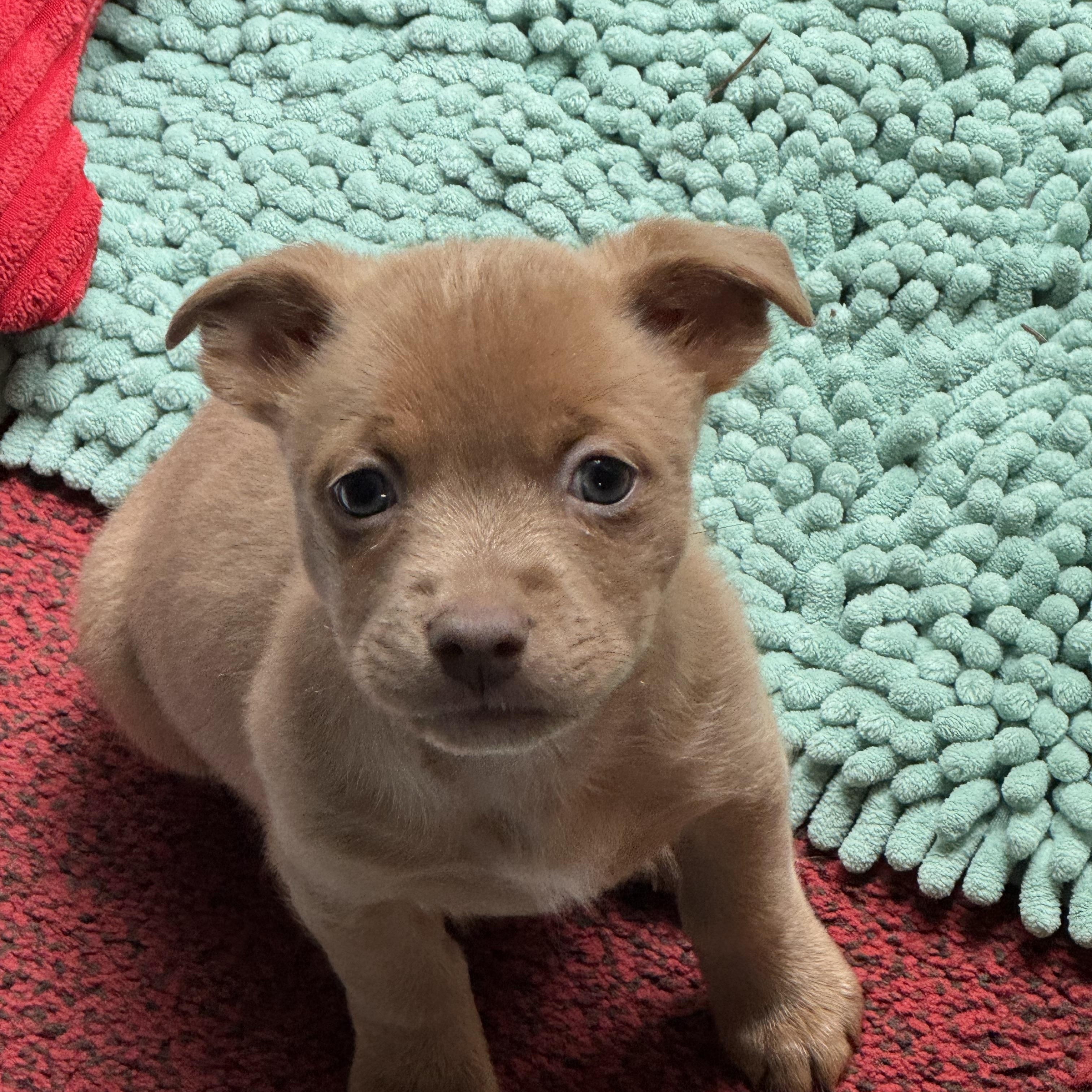 Sangria, a ADOPTABLE mixed breed in Lacey, WA image 6/6