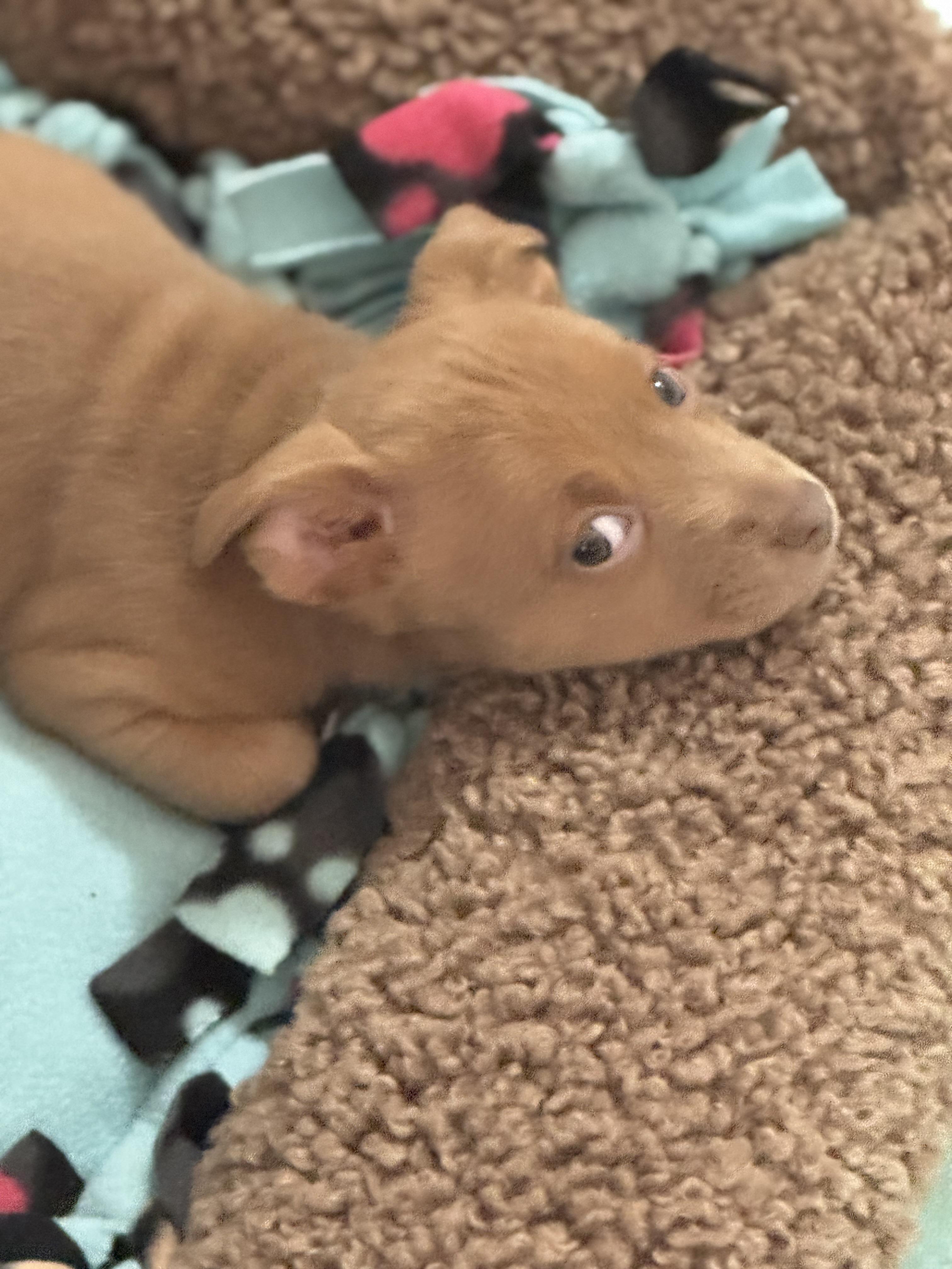 Sangria, a ADOPTABLE mixed breed in Lacey, WA image 5/6