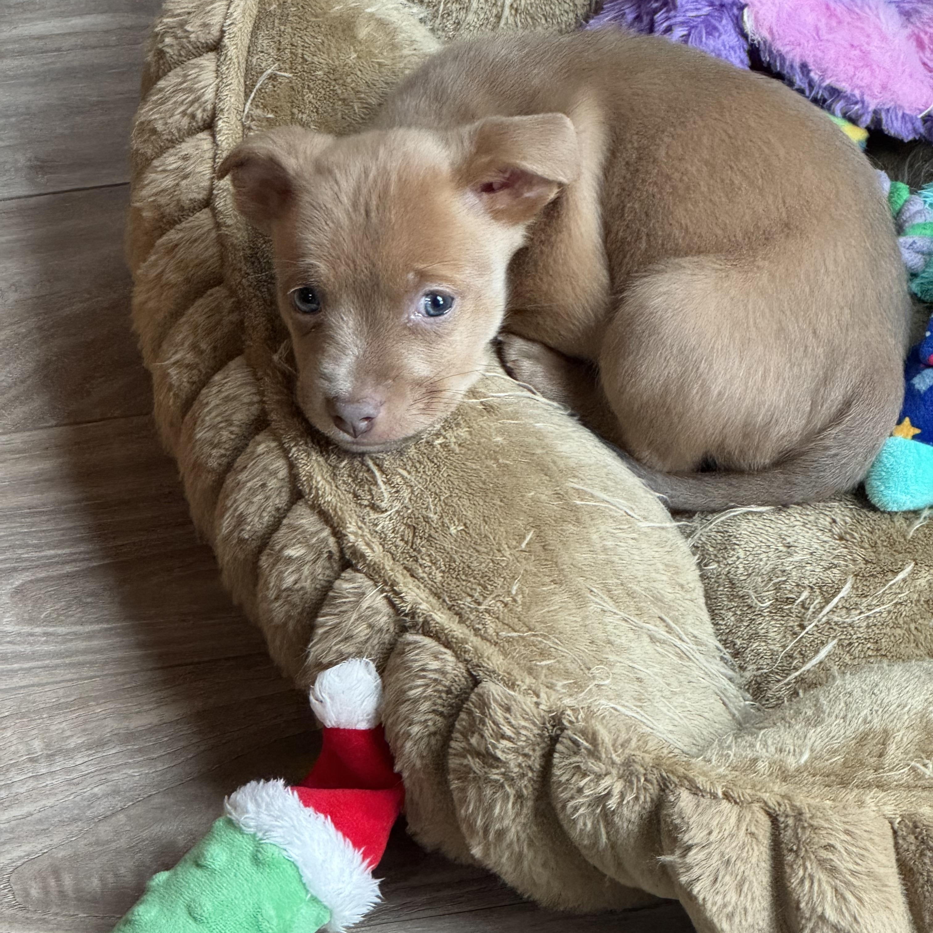 Sangria, a ADOPTABLE mixed breed in Lacey, WA image 4/6