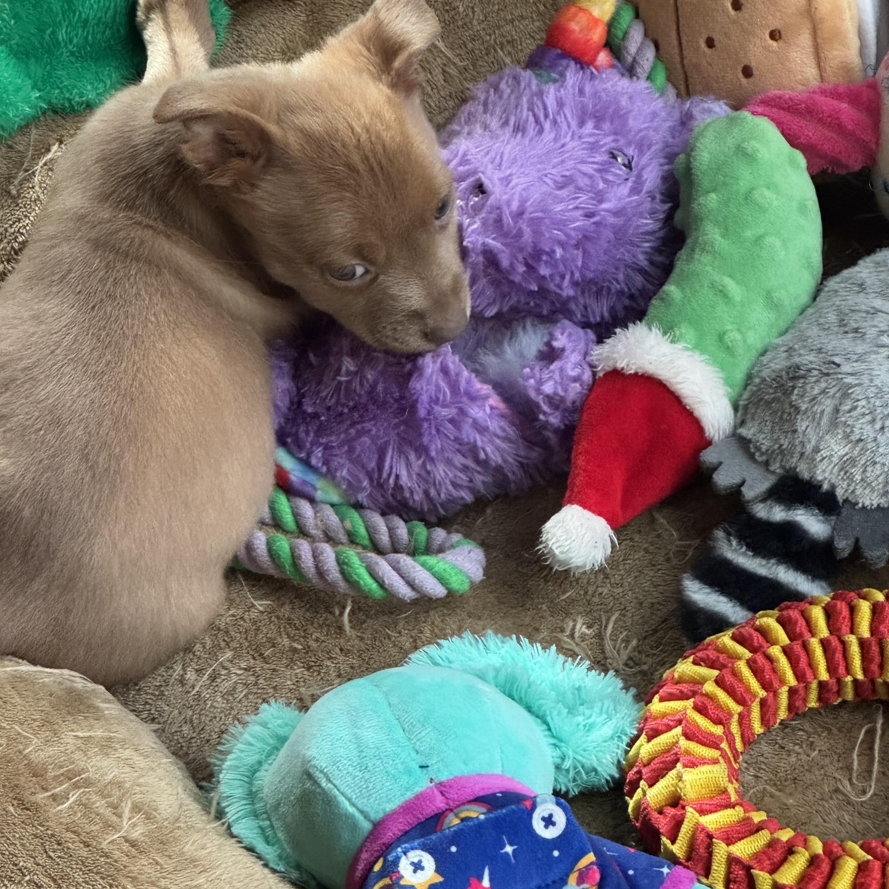 Sangria, a ADOPTABLE mixed breed in Lacey, WA image 3/6