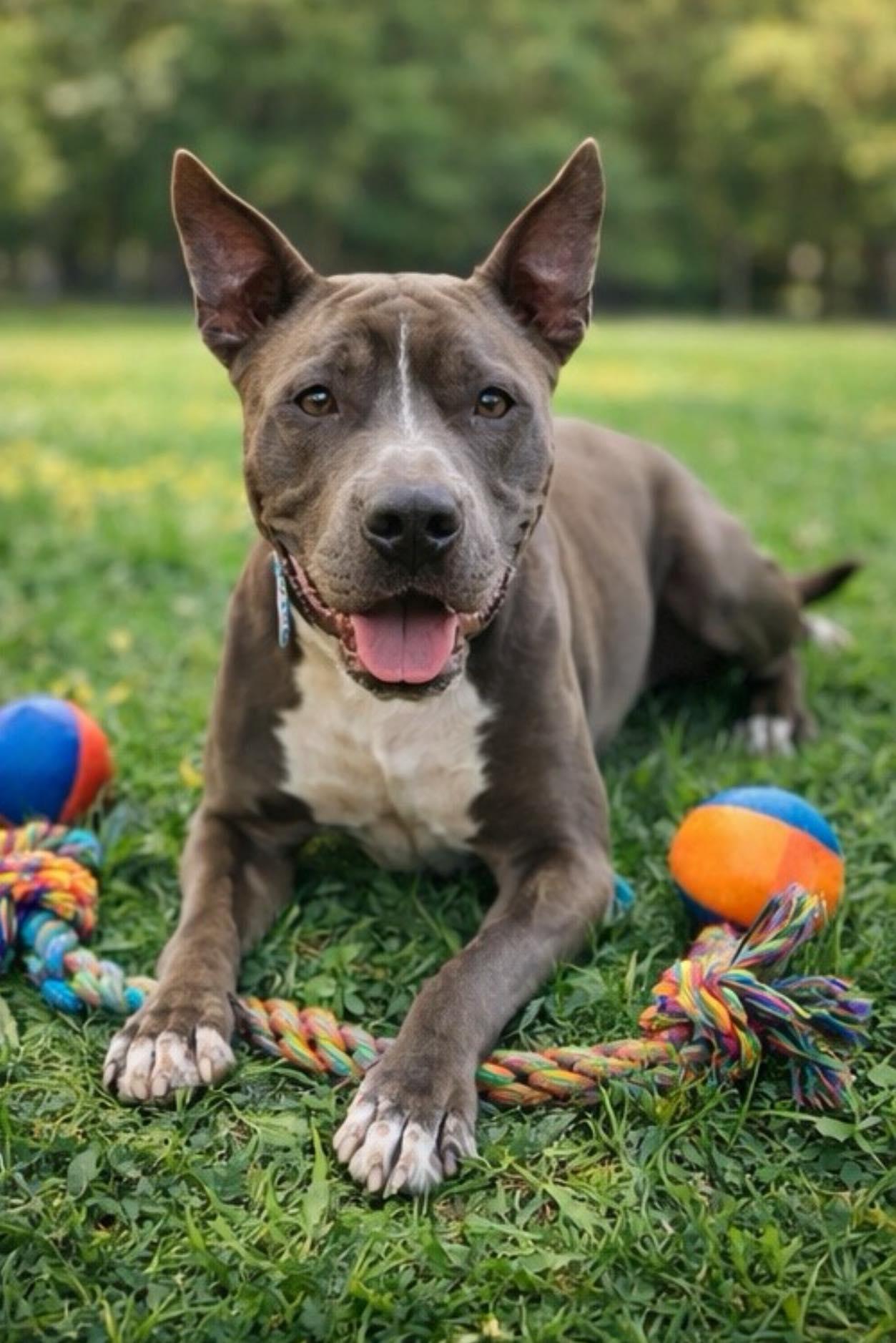 Enlarge Onyx, a Adoptable Pit Bull Terrier in Pompano Beach, FL image 1/3