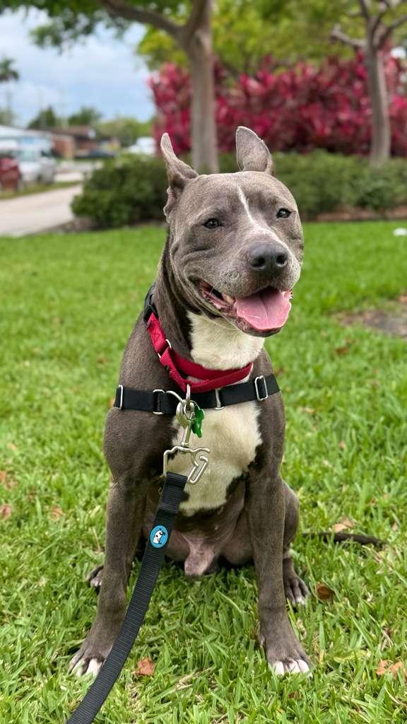 Enlarge Onyx, a Adoptable Pit Bull Terrier in Pompano Beach, FL image 1/3