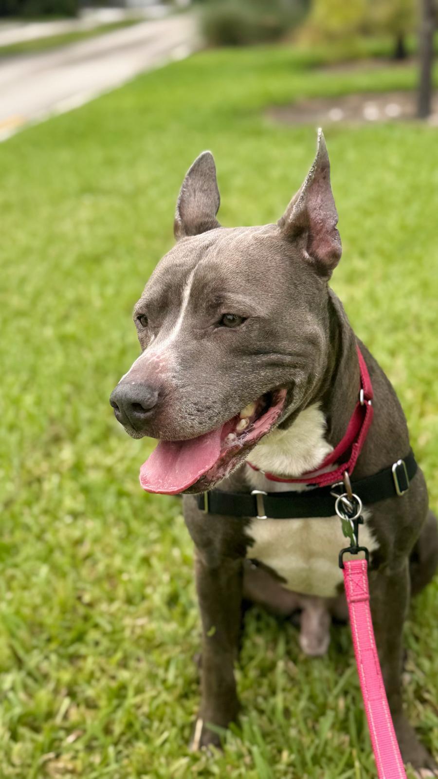 Enlarge Onyx, a Adoptable Pit Bull Terrier in Pompano Beach, FL image 2/3