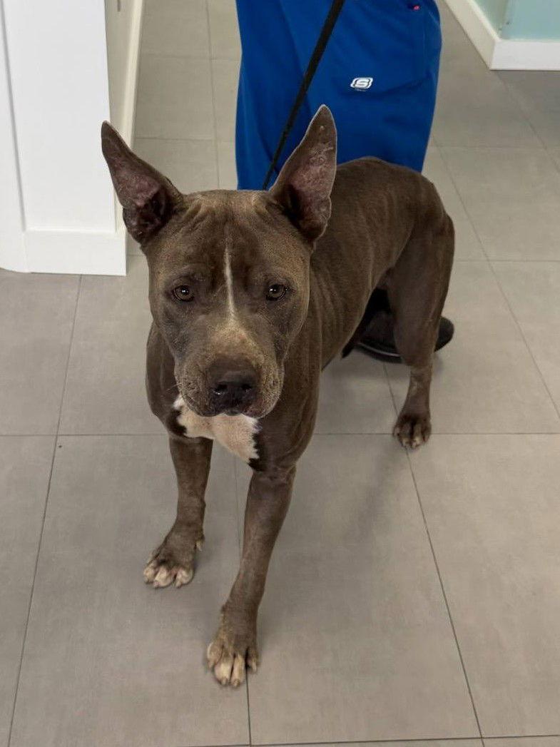 Enlarge Onyx, a Adoptable Pit Bull Terrier in Pompano Beach, FL image 2/3