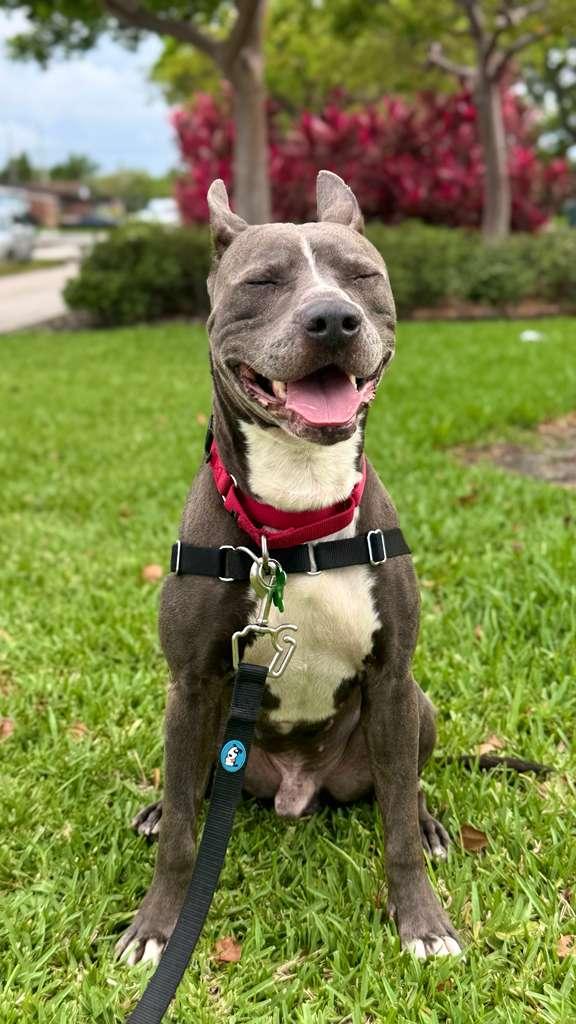 Enlarge Onyx, a Adoptable Pit Bull Terrier in Pompano Beach, FL image 2/3