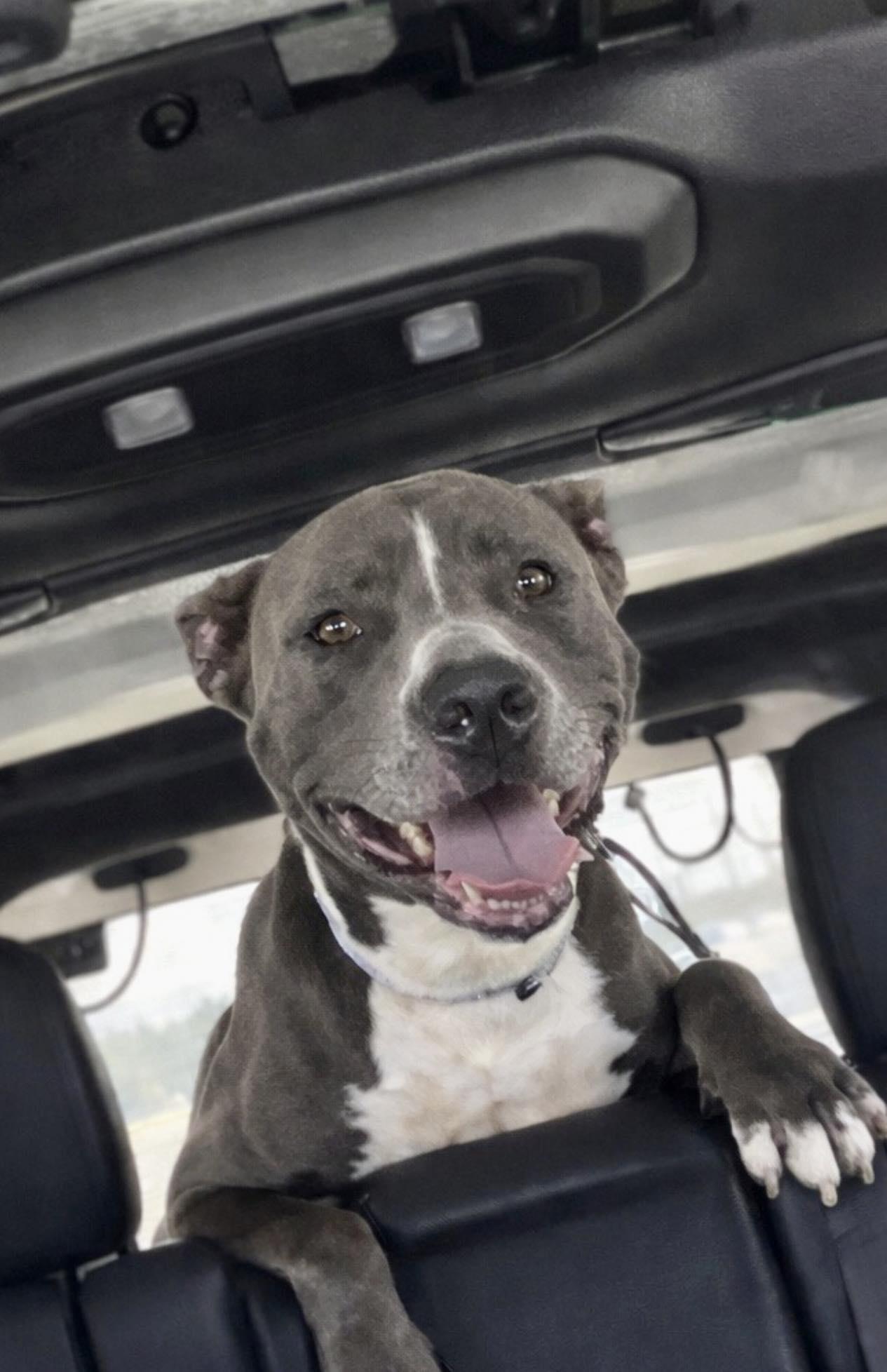 Enlarge Onyx, a Adoptable Pit Bull Terrier in Pompano Beach, FL image 3/3