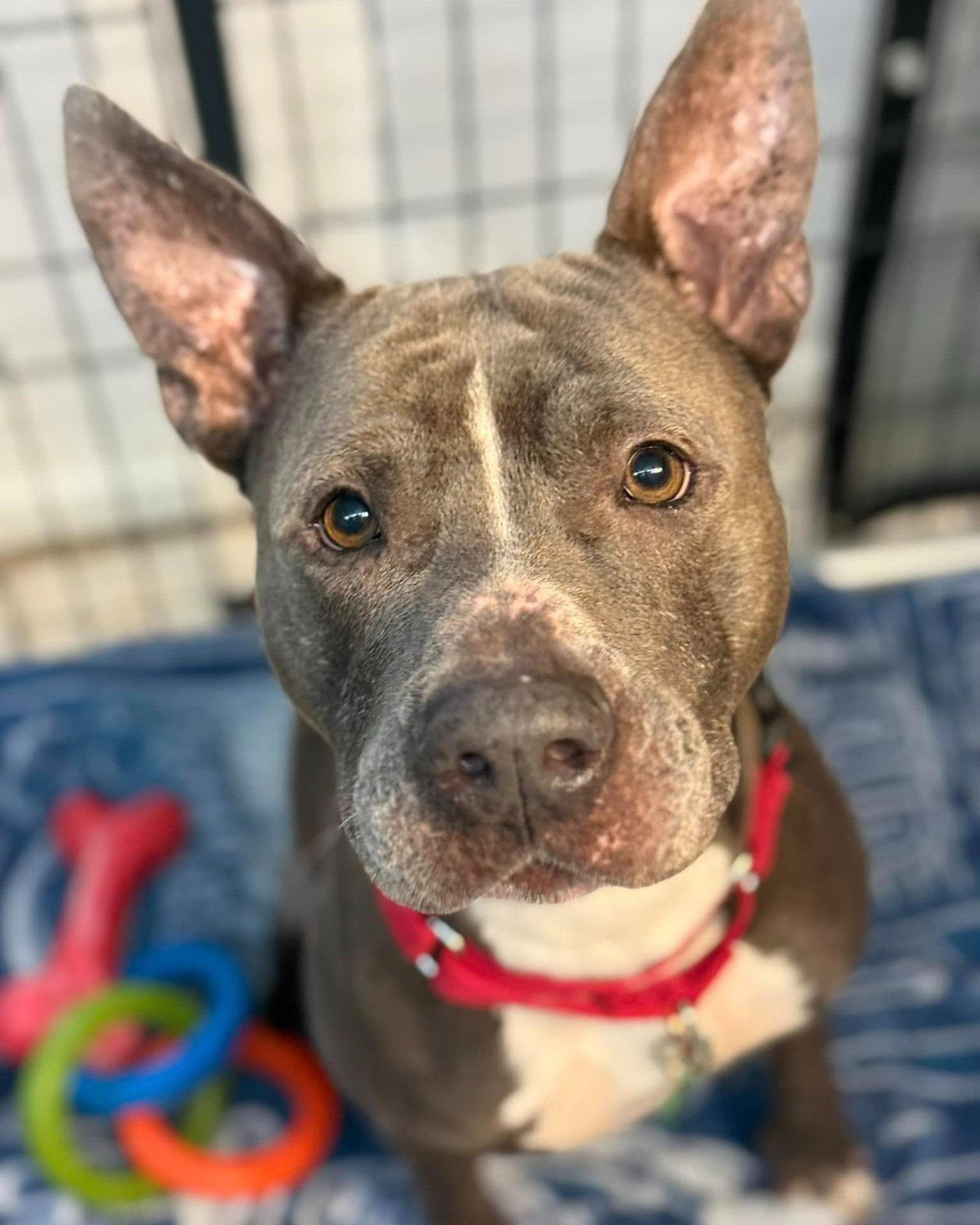 Enlarge Onyx, a Adoptable Pit Bull Terrier in Pompano Beach, FL image 3/3