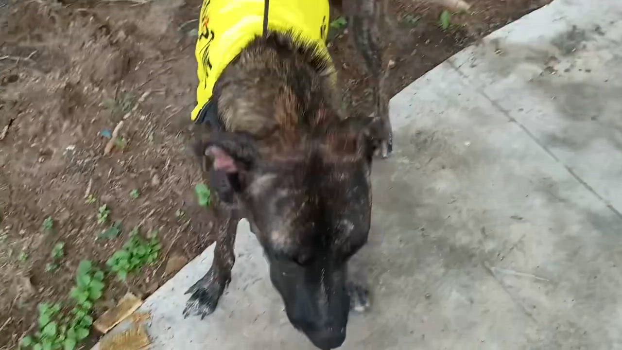 Enlarge Rodger, a Adoptable mixed breed in Michigan City, IN video 3/4