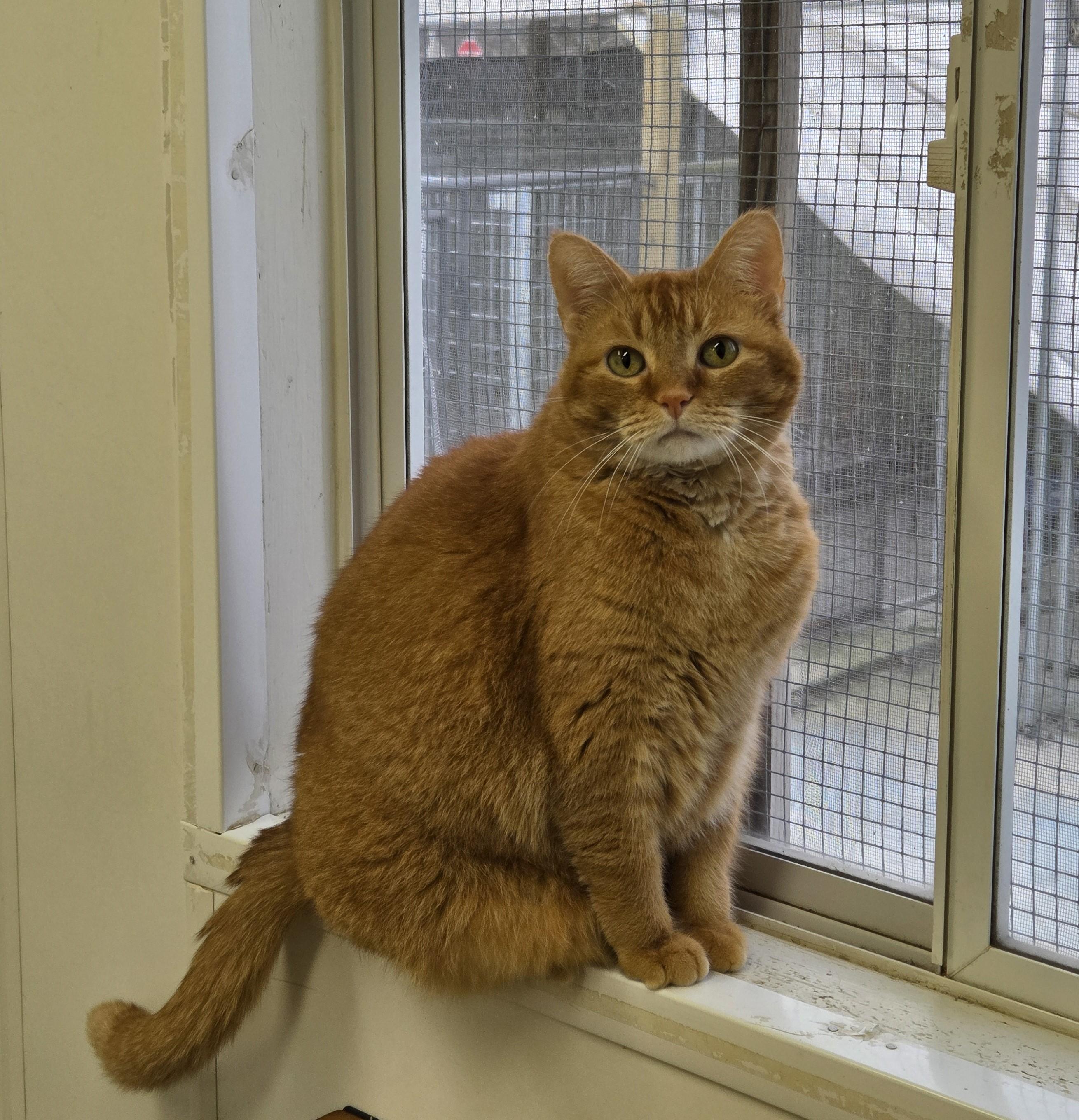 Enlarge Jinxy, a Adoptable mixed breed in Carsonville, MI image 1/6