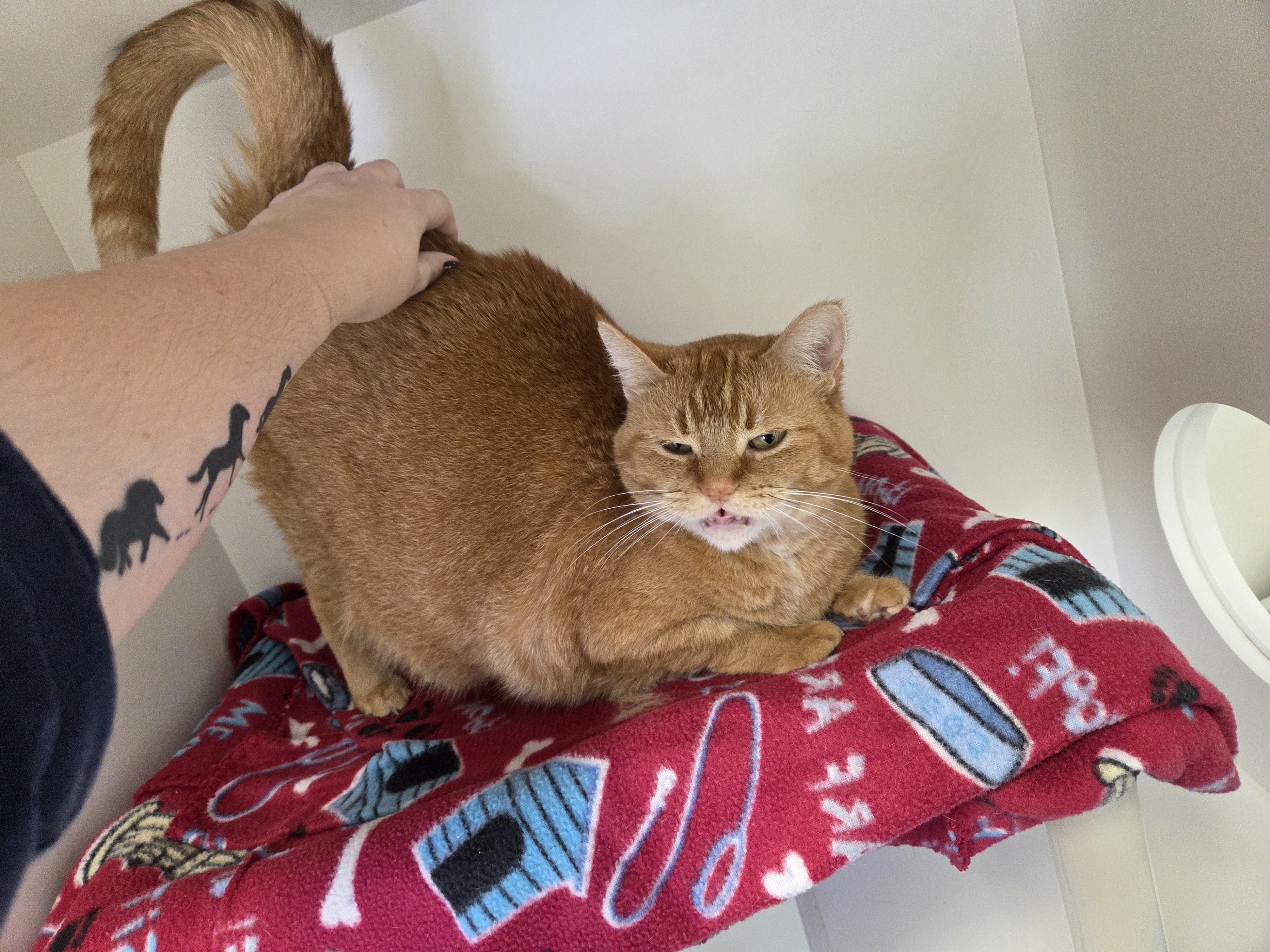 Jinxy, Adoptable, Senior Male Domestic Short Hair.