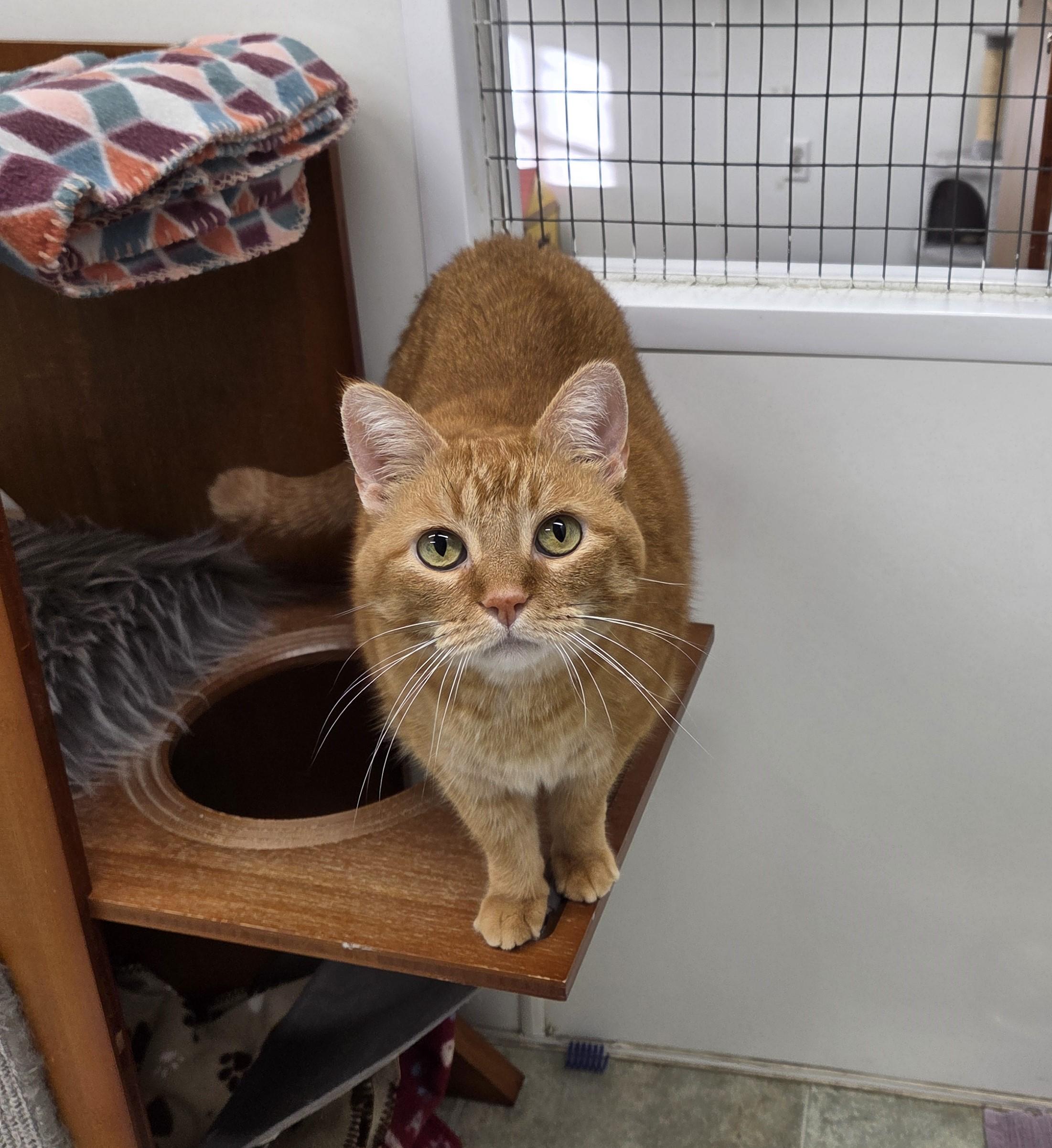Jinxy, Adoptable, Senior Male Domestic Short Hair.