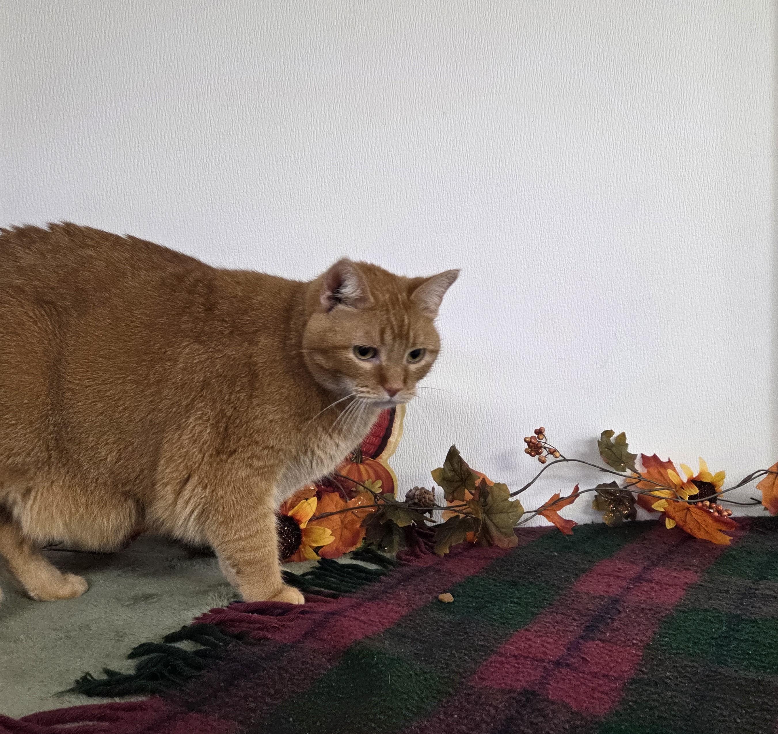 Enlarge Jinxy, a Adoptable mixed breed in Carsonville, MI image 4/6