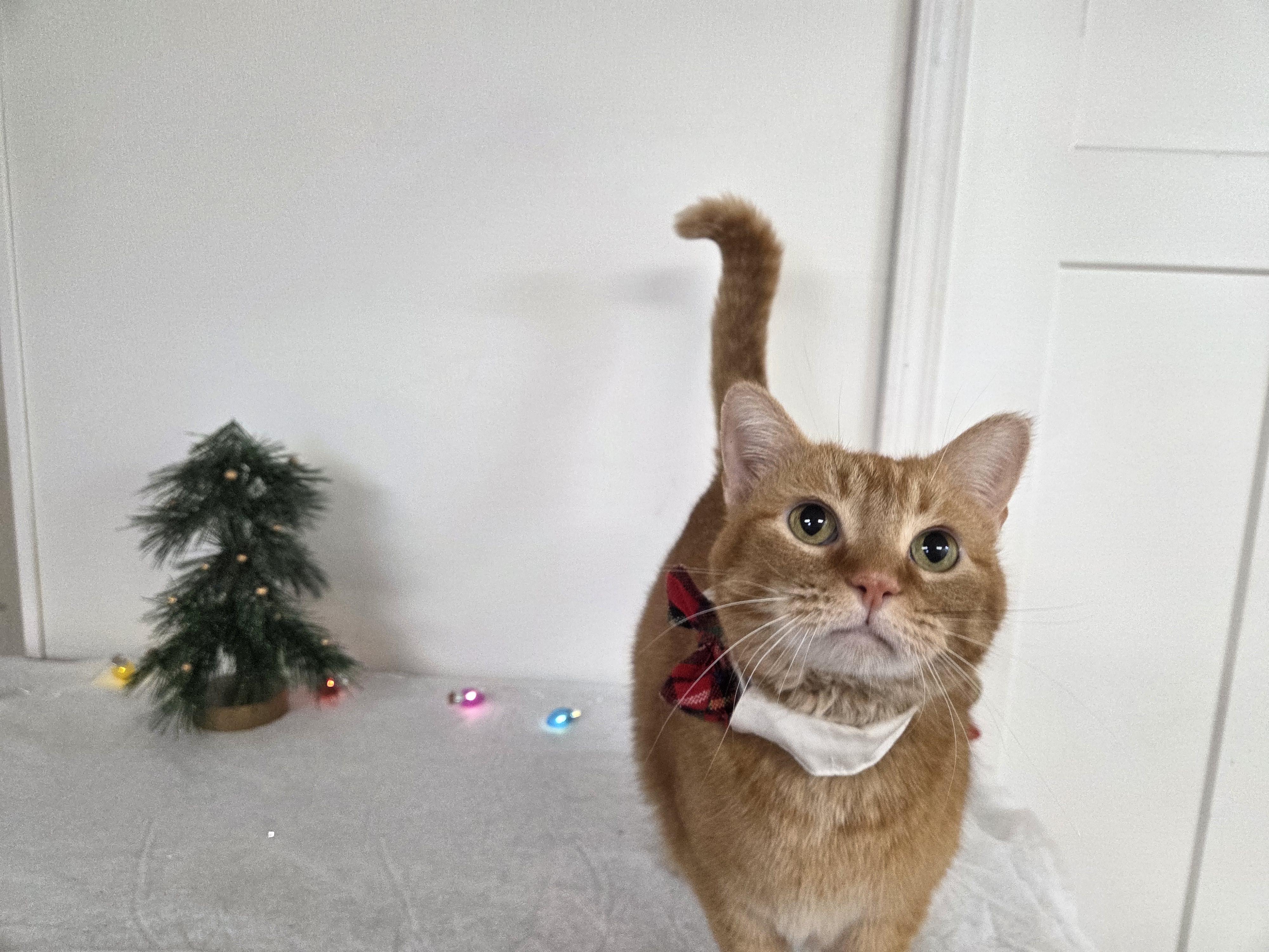 Enlarge Jinxy, a Adoptable mixed breed in Carsonville, MI image 5/6