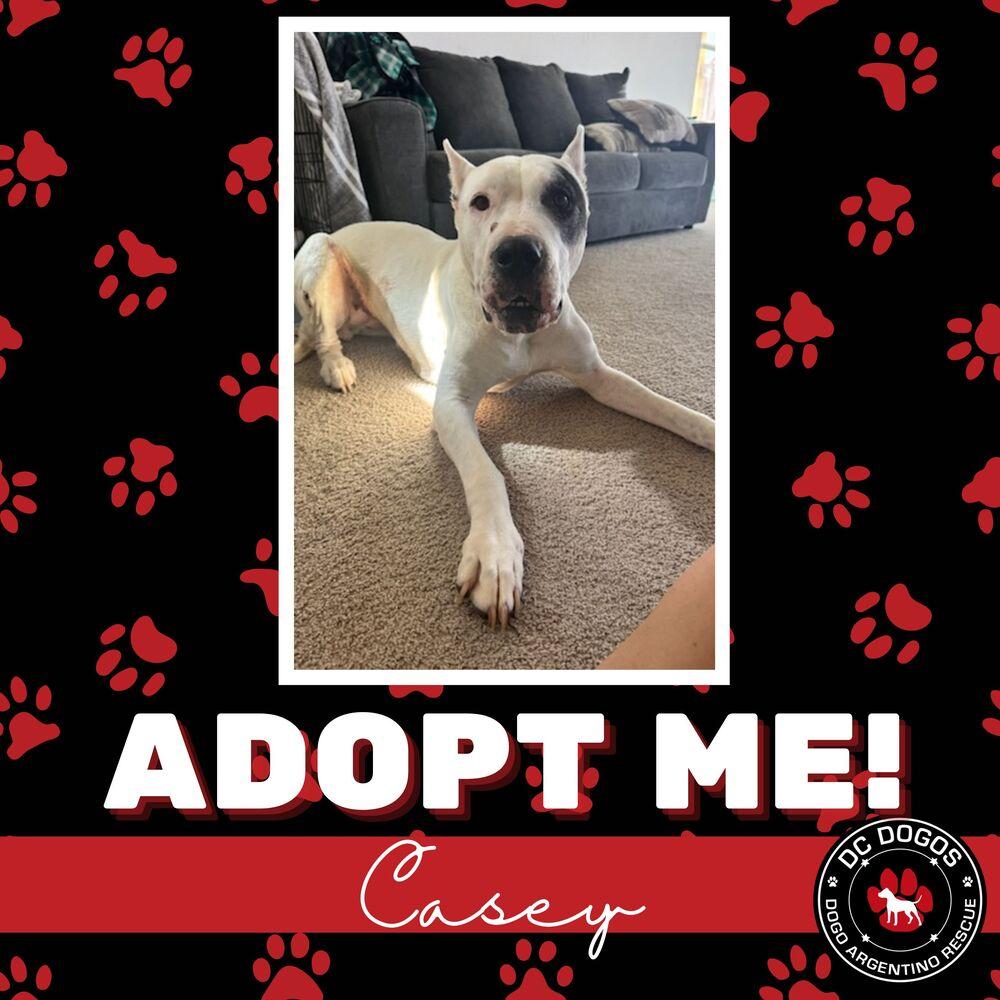 Casey, Adoptable, Young Female Dogo Argentino.