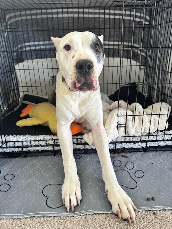 Casey, a Adoptable Dogo Argentino in Gilbert, AZ image 2/2