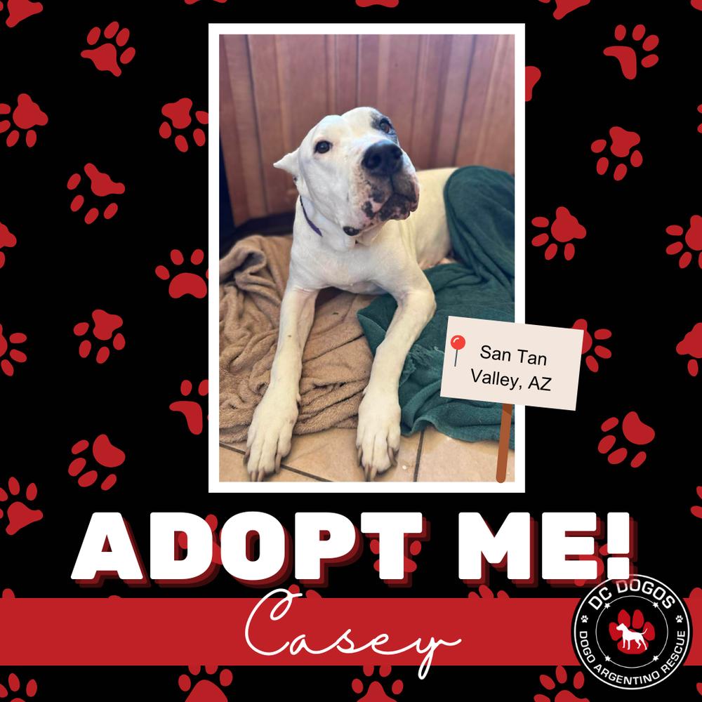 Casey, Adoptable, Adult Female Dogo Argentino.
