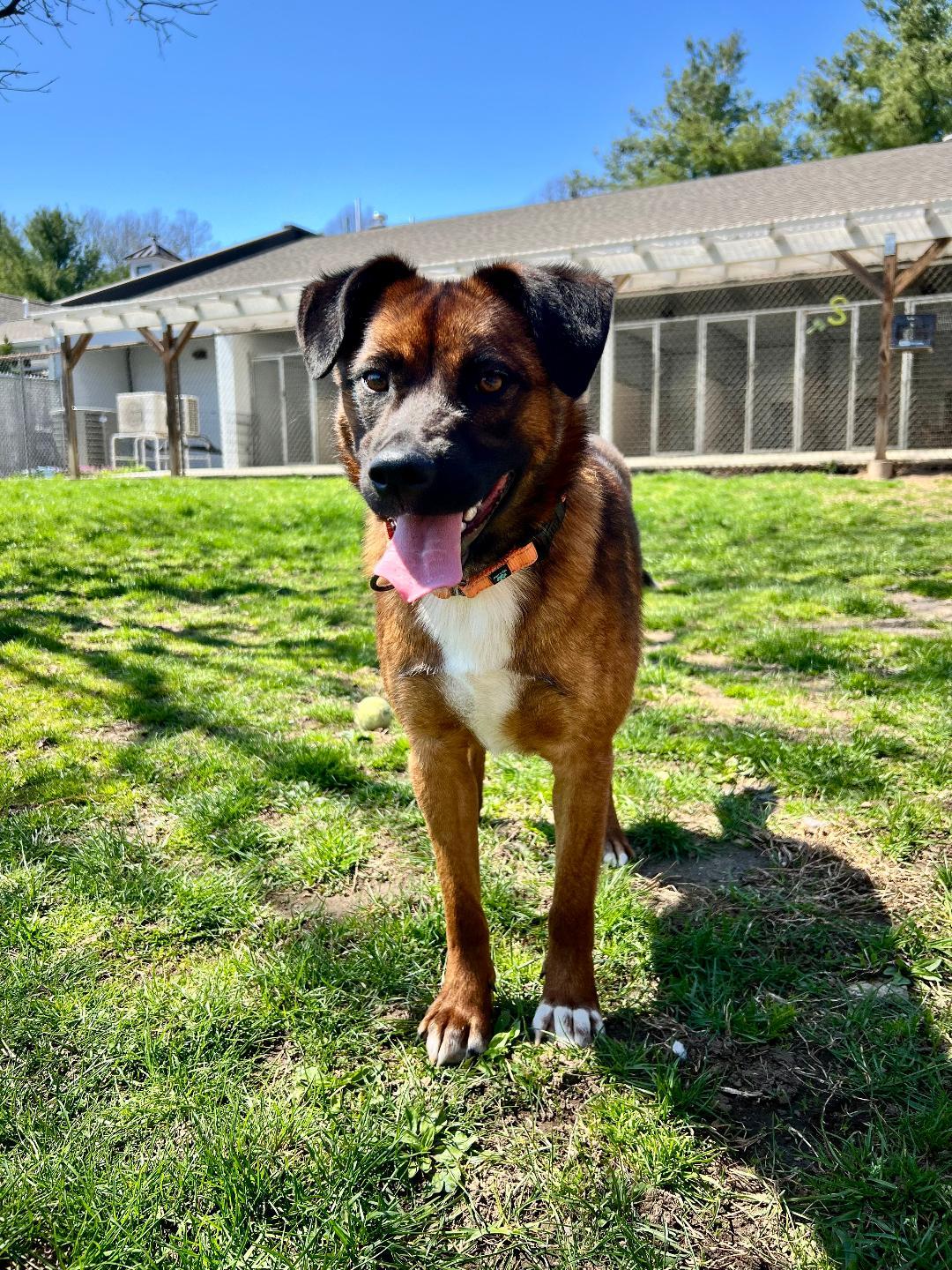 Rosie, Adult Female unknown