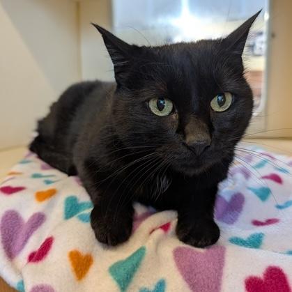 Molly, Adopted, Senior Female Domestic Short Hair.