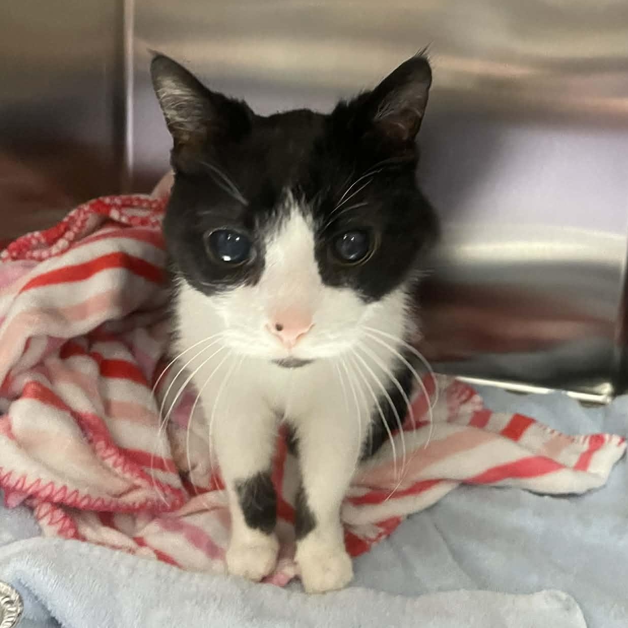 Enlarge Mario ** DeClawed & Blind & Sweet **, a Adoptable Domestic Short Hair in Livonia, MI image 2/3