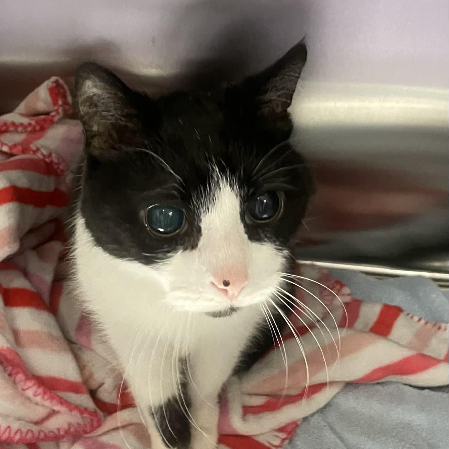 Enlarge Mario ** DeClawed & Blind & Sweet **, a Adoptable Domestic Short Hair in Livonia, MI image 1/3